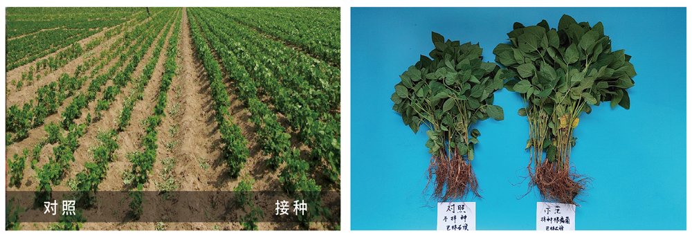 �������ǲ������ƽ���������Ӧ�������󶹲�������