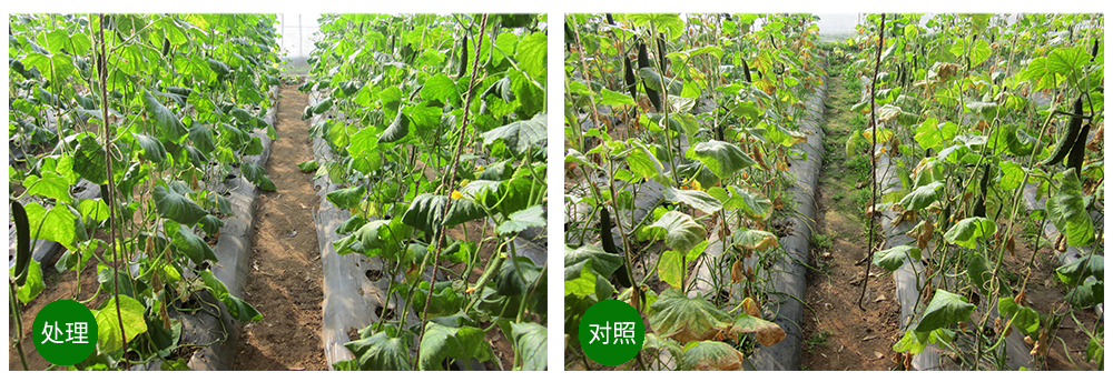 �������ǲ���������������ǽ���ƹϸ����߳�����