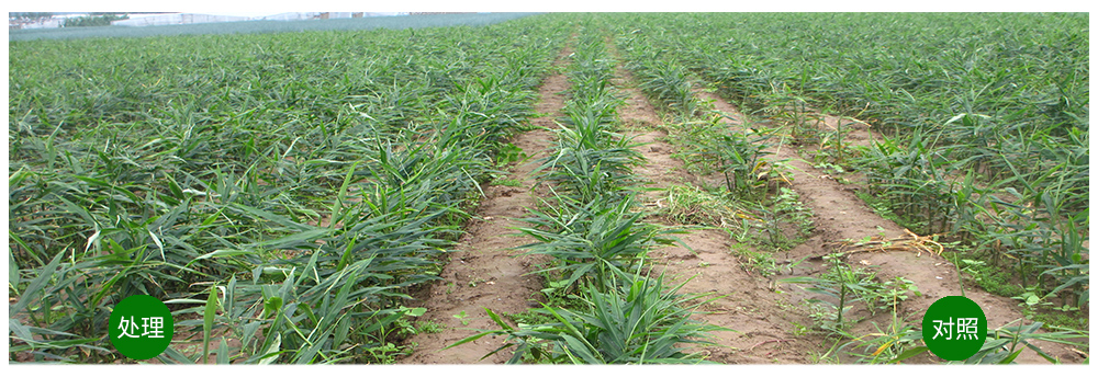 �������ǲ������������＼�����𡰶��󽪡�����������