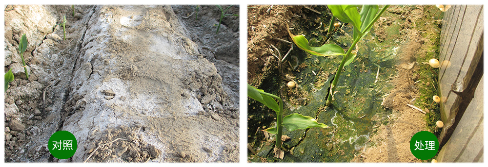 �������ǲ������������＼�����𡰶��󽪡�����������