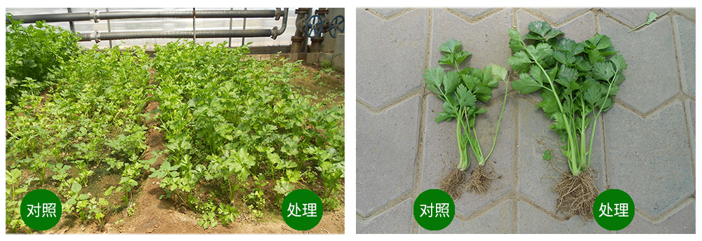 �������ǲ����ﺣ����������ԡ������Ӫ��