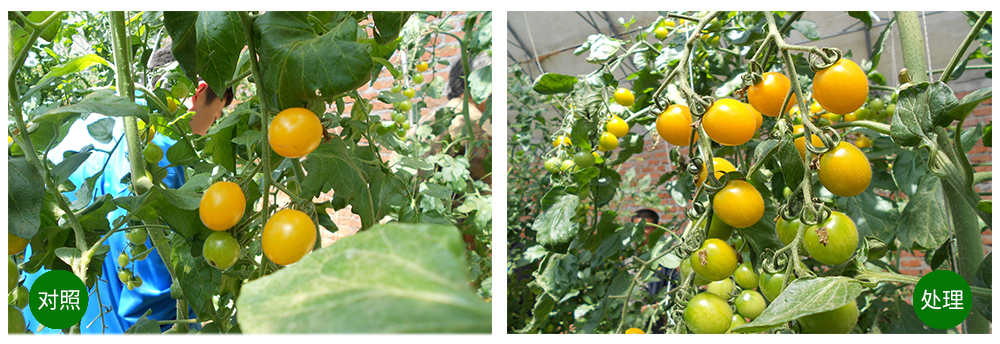 �������ǲ����ﺣ����������ԡ������Ӫ��