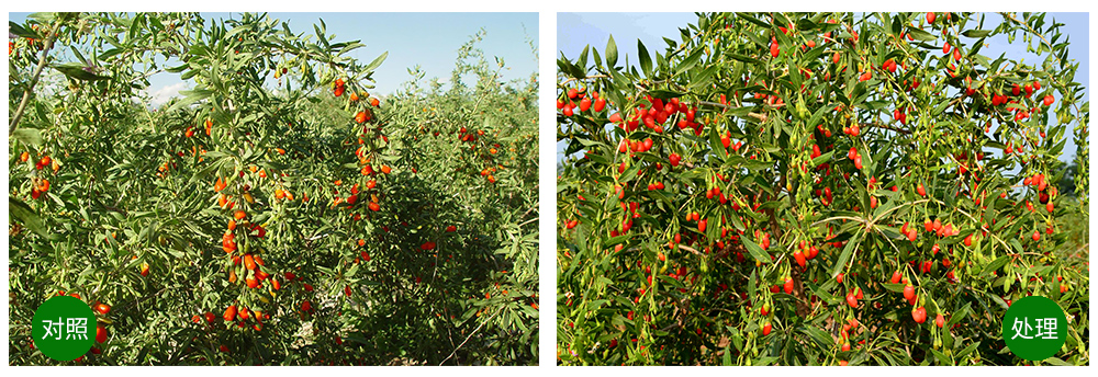 �������ǲ��������+���׼�+��ֲ�ᡱ�ù���������