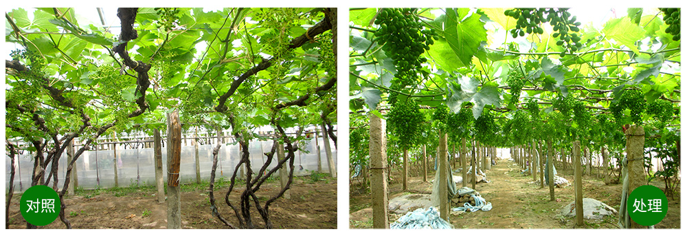 �������ǲ��������+���׼�+��ֲ�ᡱ�ù���������